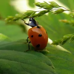 Standout ladybug