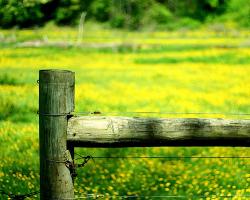 Field post