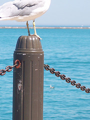Seagull ruling her post