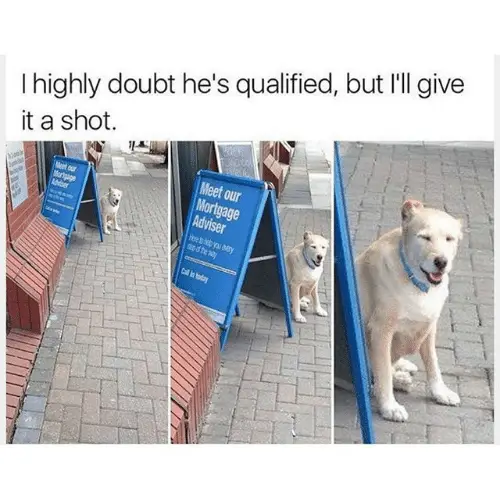 dog overqualified meme